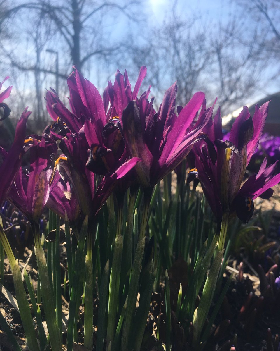 BroadviewDanBIA's tweet photo. Spring has sprung!! FINALLY!
Was so nice to see everyone out this weekend. Hope you got a good dose of Vitamin D. 
Good news, this weather might stay 🤞
#Riverdale #springishere #weekendwalks #danforthwalks 
https://t.co/I15TqrPRz0 https://t.co/KcV34wQngK