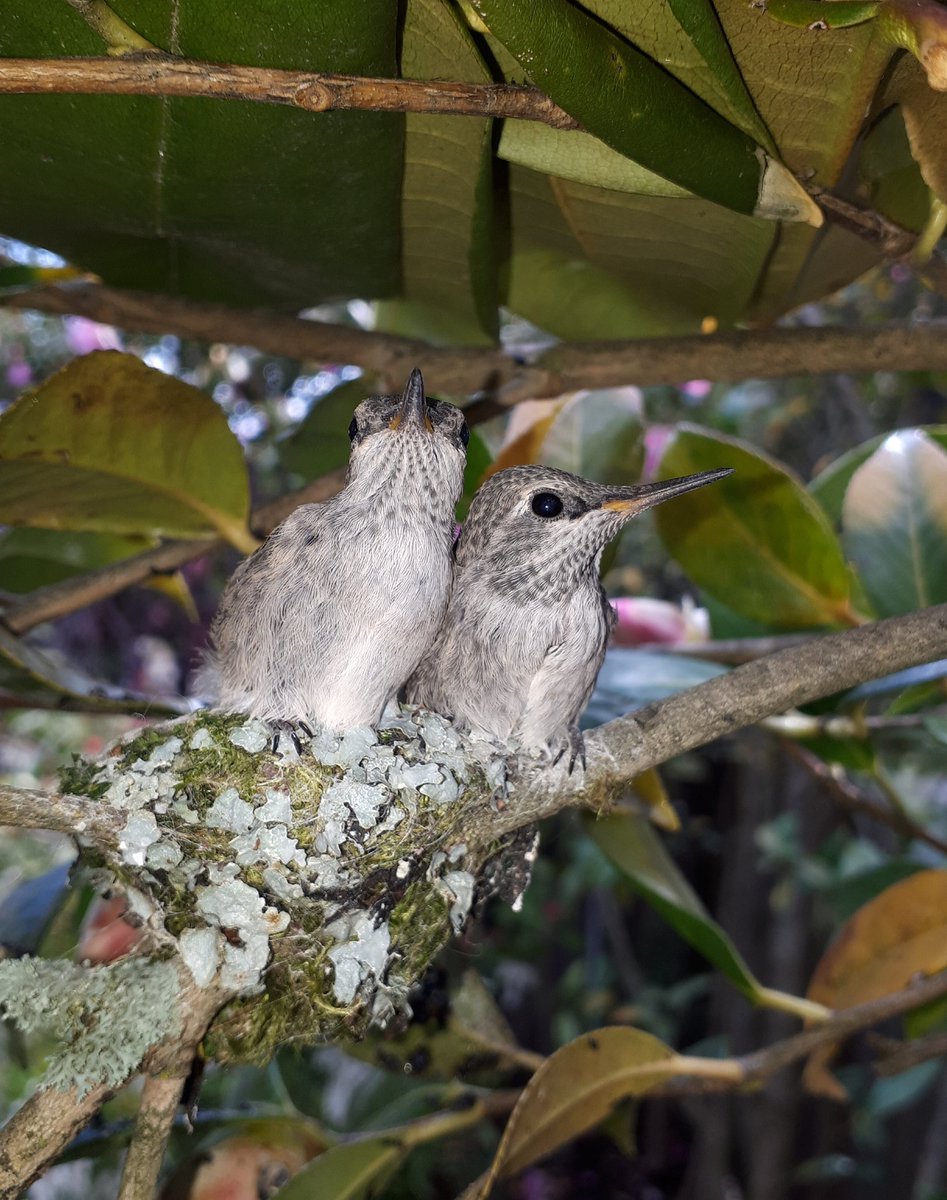 YVRHummingbird's tweet photo. Last picture before they flew the coop  :/ https://t.co/uzlOnE32oK