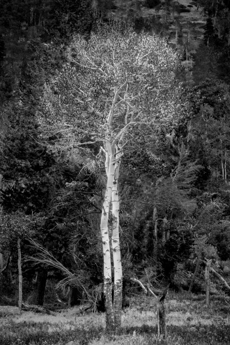 camera_alan's tweet image. #earthday #photography #pics #blackandwhite #b&amp;amp;W #photo #photos #nature #RMNP #Colorado
cameraexpressions.com
Happy Earth Day!