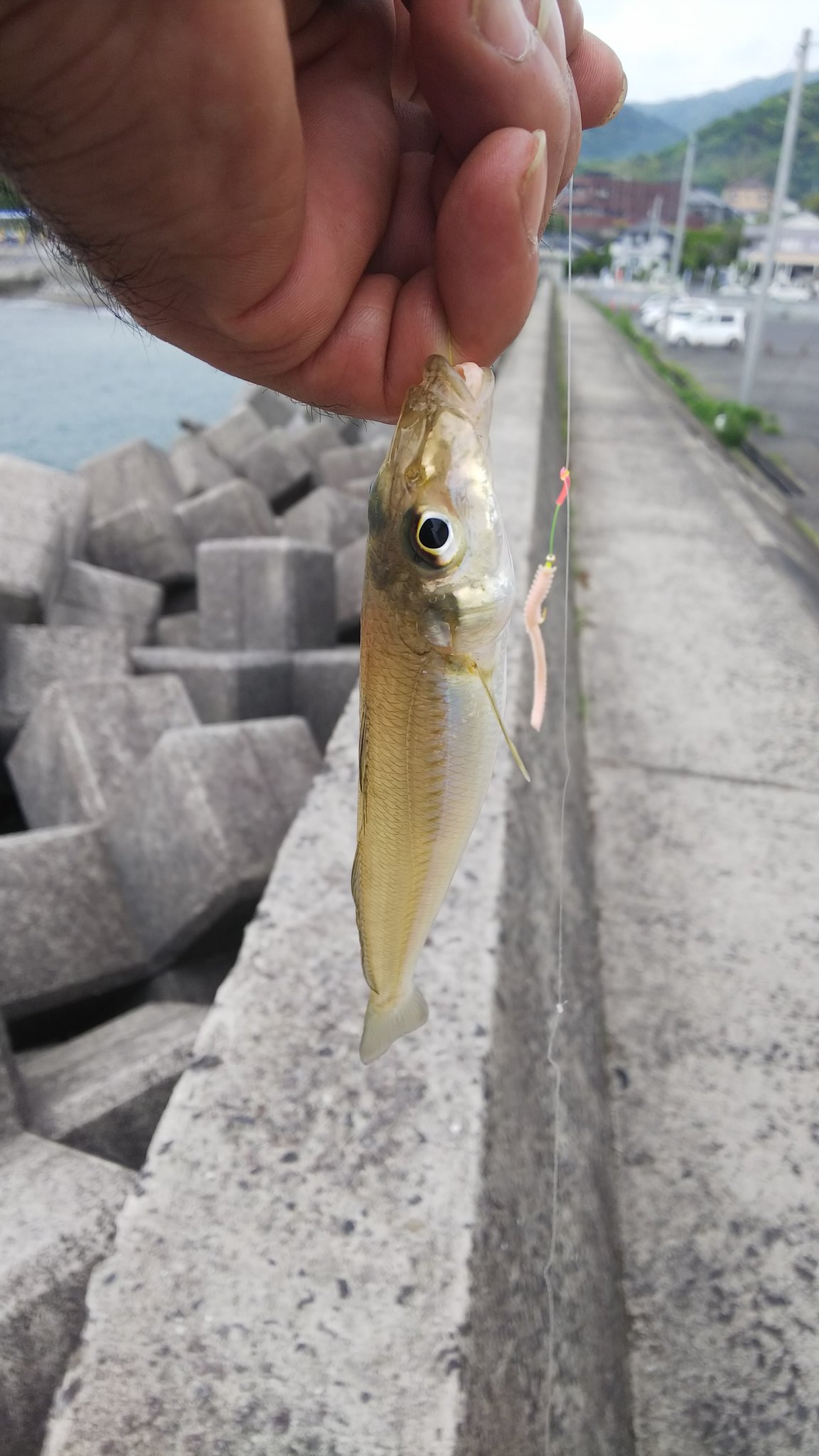 パワーイソメを隅々まで解説 釣れるコツや使い分けなど情報満載 キャンパーズ