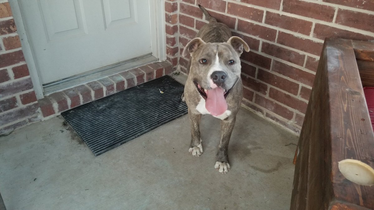 westondunn's tweet photo. @DogRescueDallas found this dog and wondering what to do... https://t.co/NkKb3XrhAN