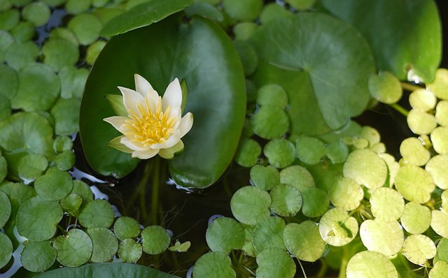 かんたん ビオトープの作り方 على تويتر ブログを更新しました 種から育てるヒツジグサ 実生の睡蓮 春の植え替え 初めての蕾と開花まで T Co Gc5kz1gak7 睡蓮鉢 ビオトープ メダカ 水生植物 ヒツジグサ 未草 睡蓮 Medakasuiren T Co