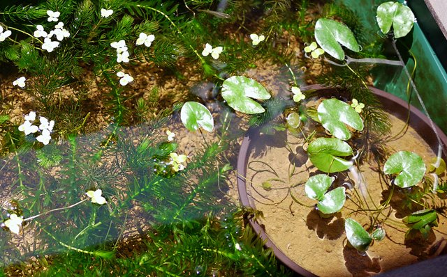 かんたん ビオトープの作り方 على تويتر ブログを更新しました 種から育てるヒツジグサ 実生の睡蓮 春の植え替え 初めての蕾と開花まで T Co Gc5kz1gak7 睡蓮鉢 ビオトープ メダカ 水生植物 ヒツジグサ 未草 睡蓮 Medakasuiren T Co