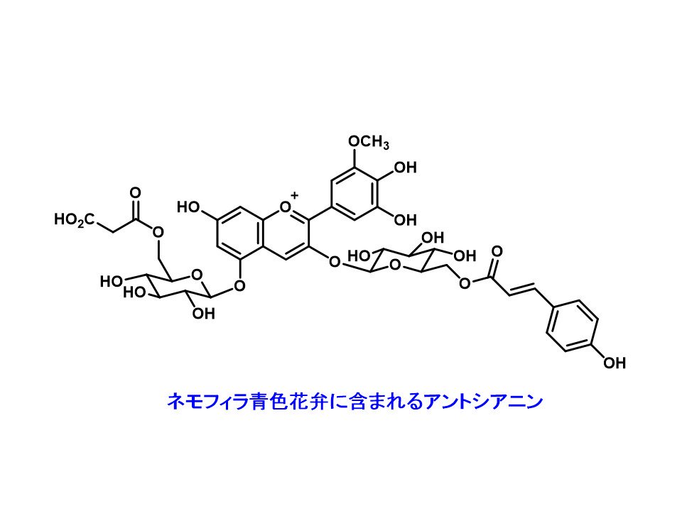 ট ইট র 徳島文理大学薬学部 日曜日のあすたむらんど徳島 多くの来場者で賑わう中 風車の下で冬の寒さを乗り切ったネモフィラの花が ひっそりと咲いていました 澄んだ花の青色は ネモフィラ特有のアントシアニン フラボンと金属イオンからなる色素 ট ইট র 徳島文理大学薬学部 日曜日のあすたむらんど徳島 多くの来場者で賑わう中 風車の下で冬の寒さを乗り切ったネモフィラの花が ひっそりと咲いていました 澄んだ花の青色は ネモフィラ特有のアントシアニン フラボンと金属イオンからなる色素