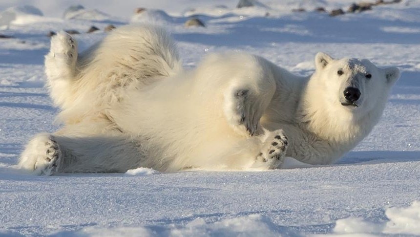 just_a_bear_'s tweet photo. look!! at my friend, who lives at zoo. I go visit her sometimes
she is like a model haha https://t.co/97gRUjBfg7