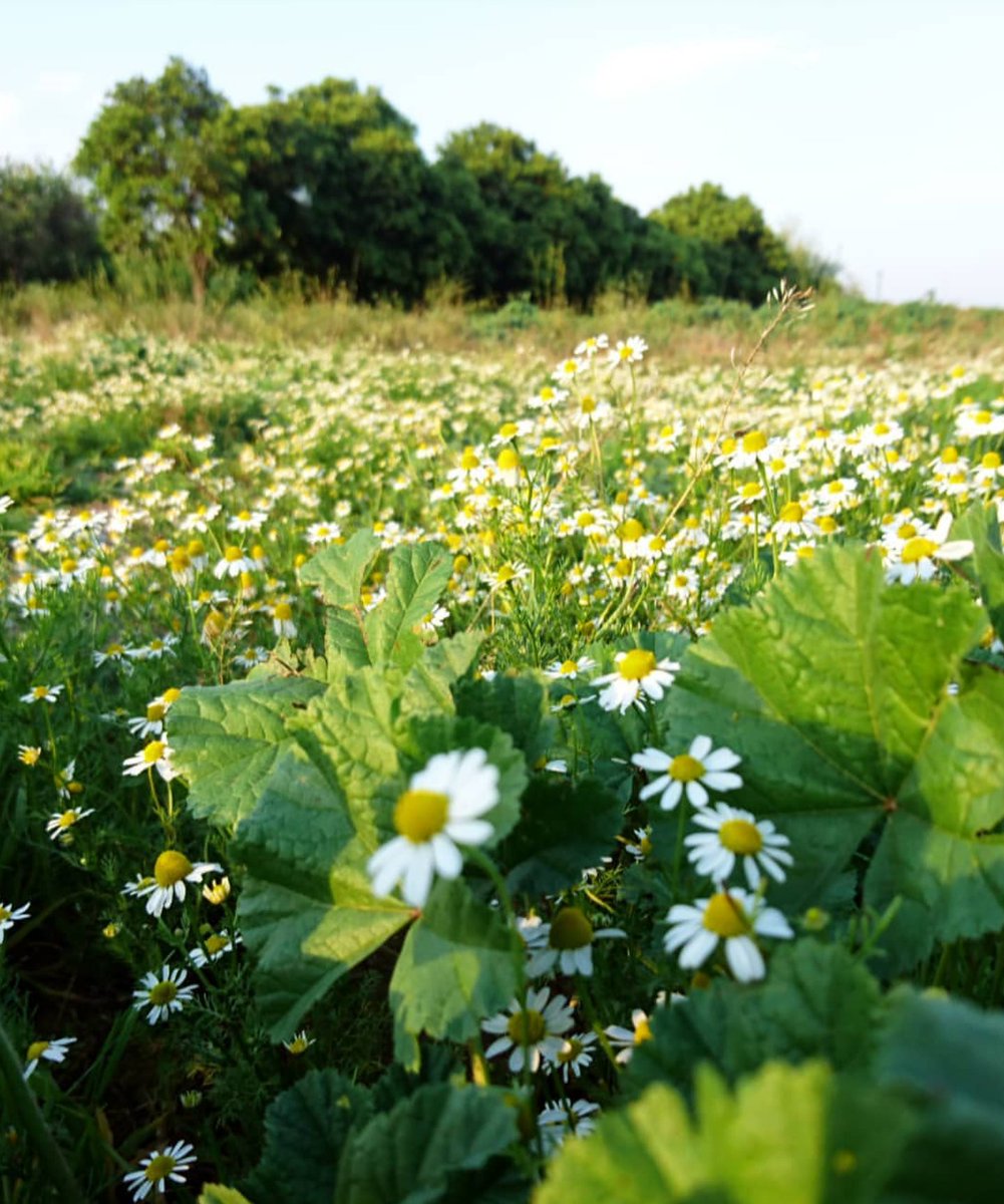 "Kaldırın bugün ne kadar engel varsa güneşle aranızda,

Elinizin değdiği herşey gökyüzü koksun.."

(Ataol Behramoğlu)

Sabah'ul Hayr🍁🍂