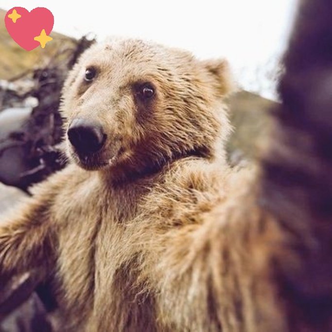 just_a_bear_'s tweet photo. Also I decided to take a picture of self. A. #selfie ? I see how it is fun https://t.co/sMnH9xUhHE