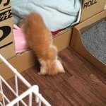ちょっと目を離した隙に？!w布団で寝ていたはずの子猫がずりおちてるw