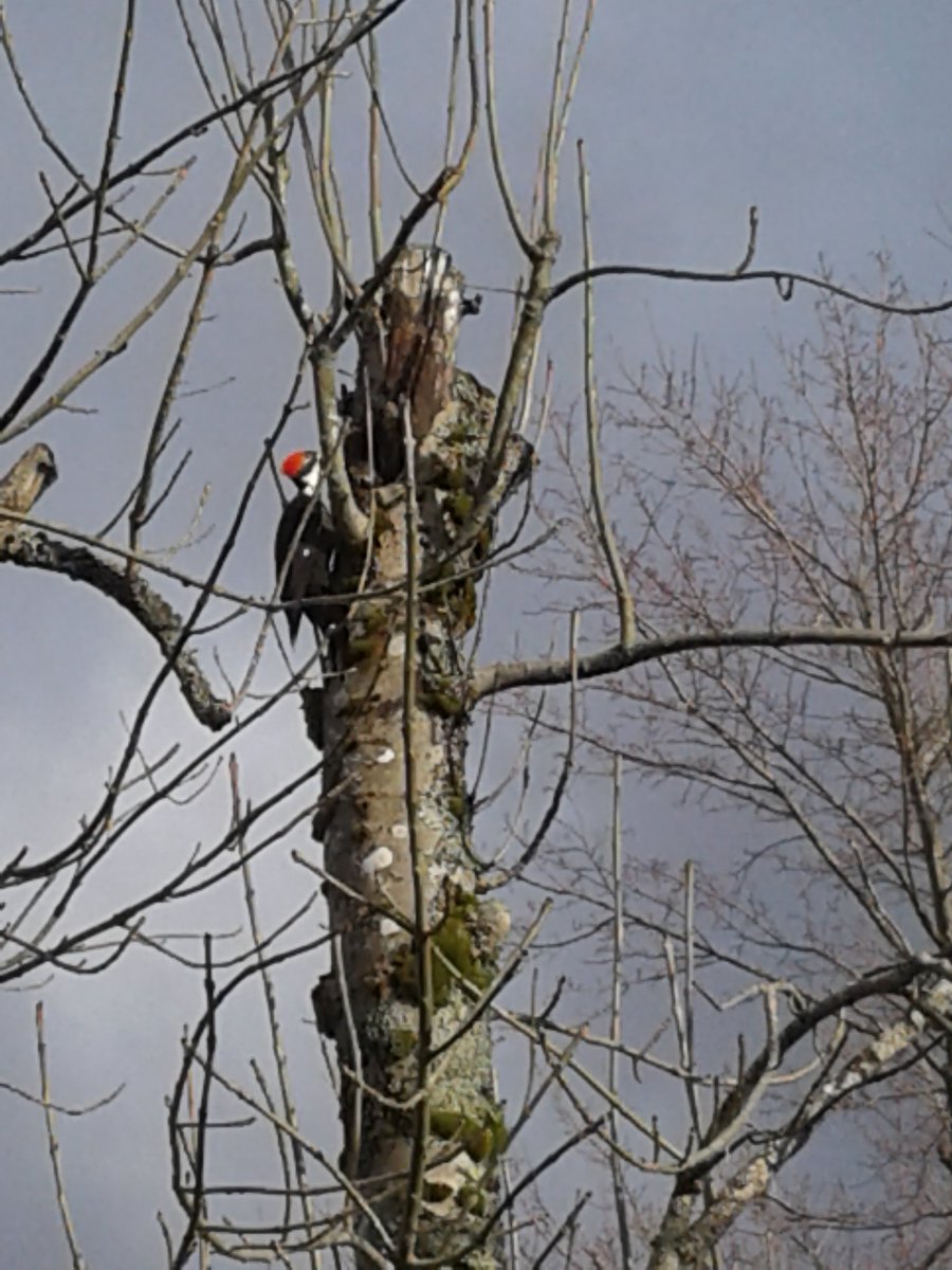 lindalooconway's tweet photo. A spring visitor https://t.co/xnLUaqhPL7