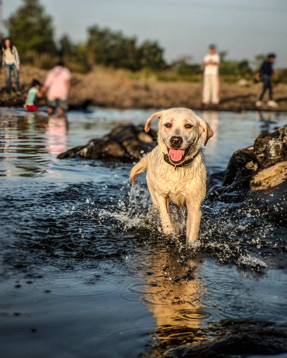 PhoebesFarm's tweet photo. Yuki- happy monday u all, have a bright & smiling week ahead
#yuki #happymondays #bright #smiling #smilingdog #smilingdogs #labradorsmile #labradorpuppy #labradorretrievers #labrador #outdoordog #smilinglabrador #smilewithme #labradorable #labradoroftheday #labradorpuppyoftheday https://t.co/vVpX07hjh8