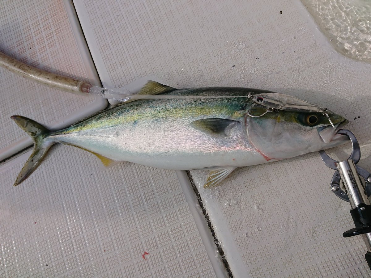 フィッシングマックス スタッフ釣果情報 岸和田店 九鬼です 今日は 剣 さんでハマチのキャスティングゲーム アズーロ 徹湾シンキングペンシルでバンバン釣れてます 青物狙いの為シングルフックにチューンして使用 いい感じ