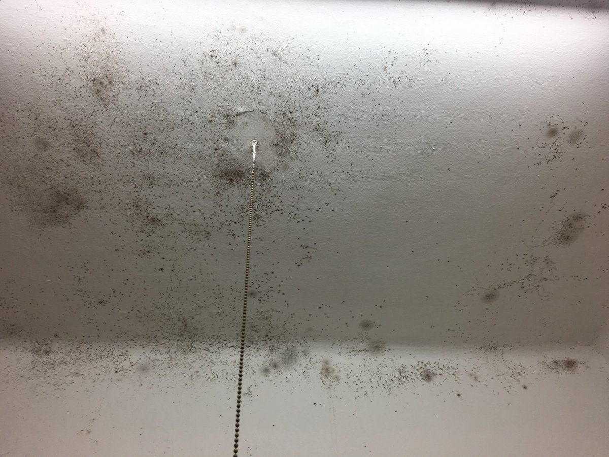 pablete14's tweet photo. Meses esperando que @GuinotPrunera solucione hongos en el baño. El día que sus operarios van a pintar rompen un objeto, y la responsable de incidencias me trata de mentiroso, que el objeto ya estaba roto #pis #lloguer #Barcelona @consellCAF https://t.co/pwoeoI9Q7B