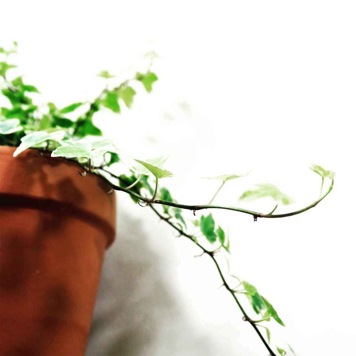 We find that houseplants really help us to feel more relaxed and destressed! Combat the #mondayblues with our variegated Ivy #variegatedivy #MondayMotivation #houseplants