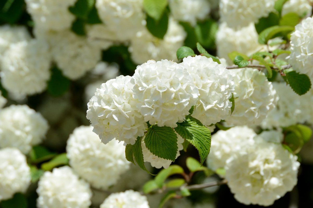 トコハナロジー Ar Twitter オオデマリ 春から初夏にかけて白く小さな花をまとまって咲かせます アジサイやビバーナム スノーボールに似ています 花言葉 約束 優雅なたしなみ 華やかな恋