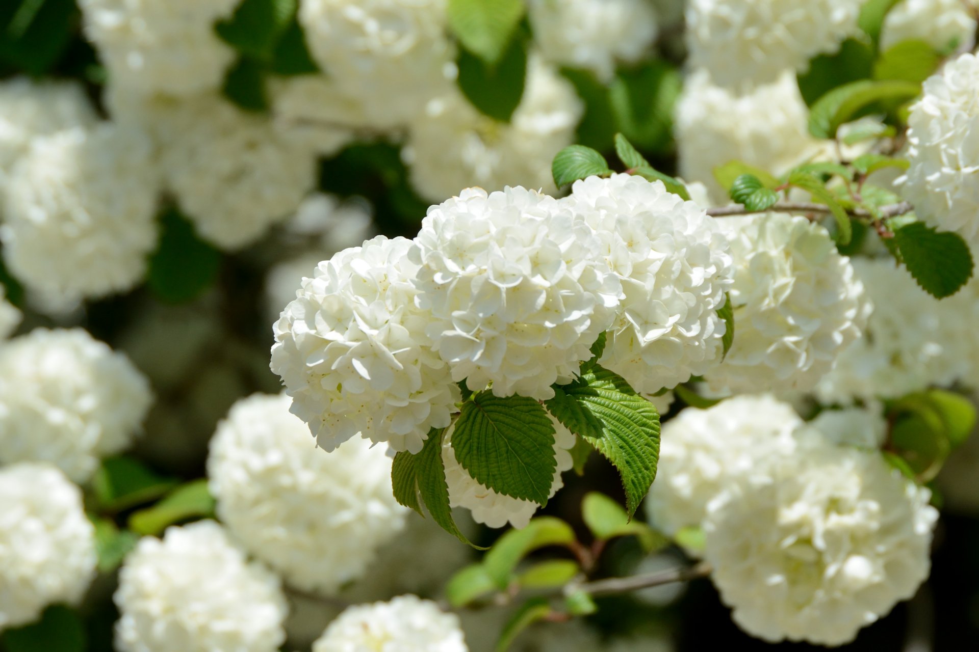 トコハナロジー Ar Twitter オオデマリ 春から初夏にかけて白く小さな花をまとまって咲かせます アジサイやビバーナム スノーボールに似ています 花言葉 約束 優雅なたしなみ 華やかな恋 T Co 4qvc7kcbg5 Twitter