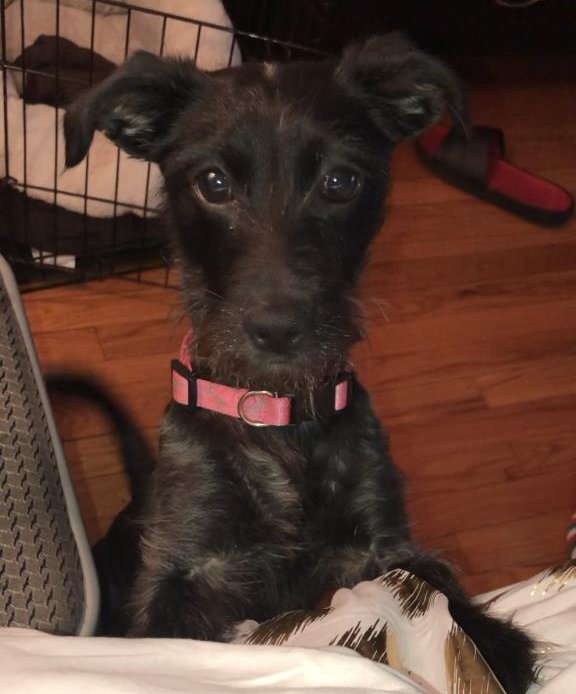 Lost! #Chicago #IL #ParkwayGardens #WestWoodlawn (King Dr.) Leeloo - Female Yorkshire Terrier Yorkie - Mix. Black/Grey. Call 773-263-6813. Friendly. Cook County. 60619. Missing 04/21/2018. 

To see Leeloo’s location on the Helping Lost Pets Map: 
… ift.tt/2Jk3icH