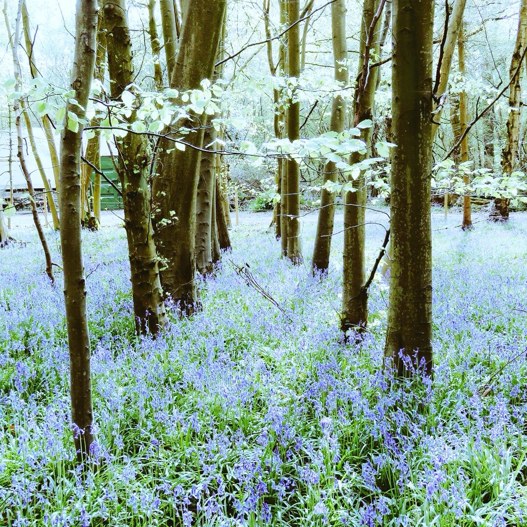 angelagill501's tweet image. 11 mile walk starting in #Bromley#London #Downe #DownHouse