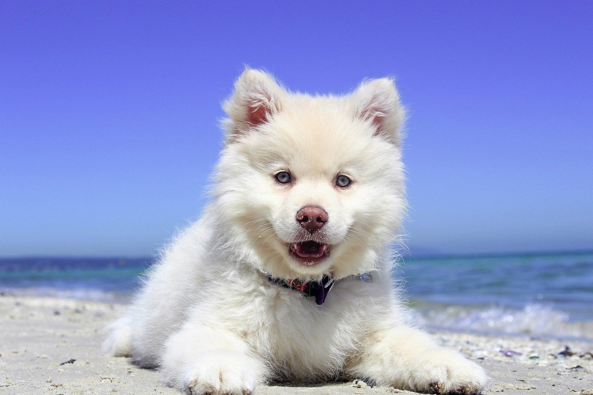 fabonbeach's tweet photo. All you need is the beach...and a dog. #beachlife #dog https://t.co/6nuKEm9NSy