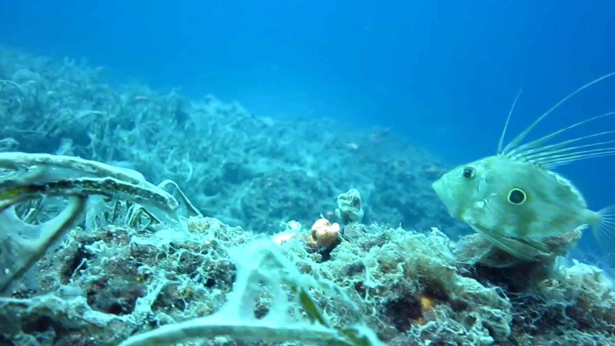 BlueSmartPR's tweet photo. #JohnDory, St Pierre or Peter's Fish:
Legend says that the St. Peter caught the #fish with his hands and in places where he touched her, black spots remained. Hence this fish was named St. Peter's fish.🌊🐟🌍
#Adriatic #Mediterranean #ocean #sealife #undersea #marine #BlueSmartPR https://t.co/OzRXS27ool