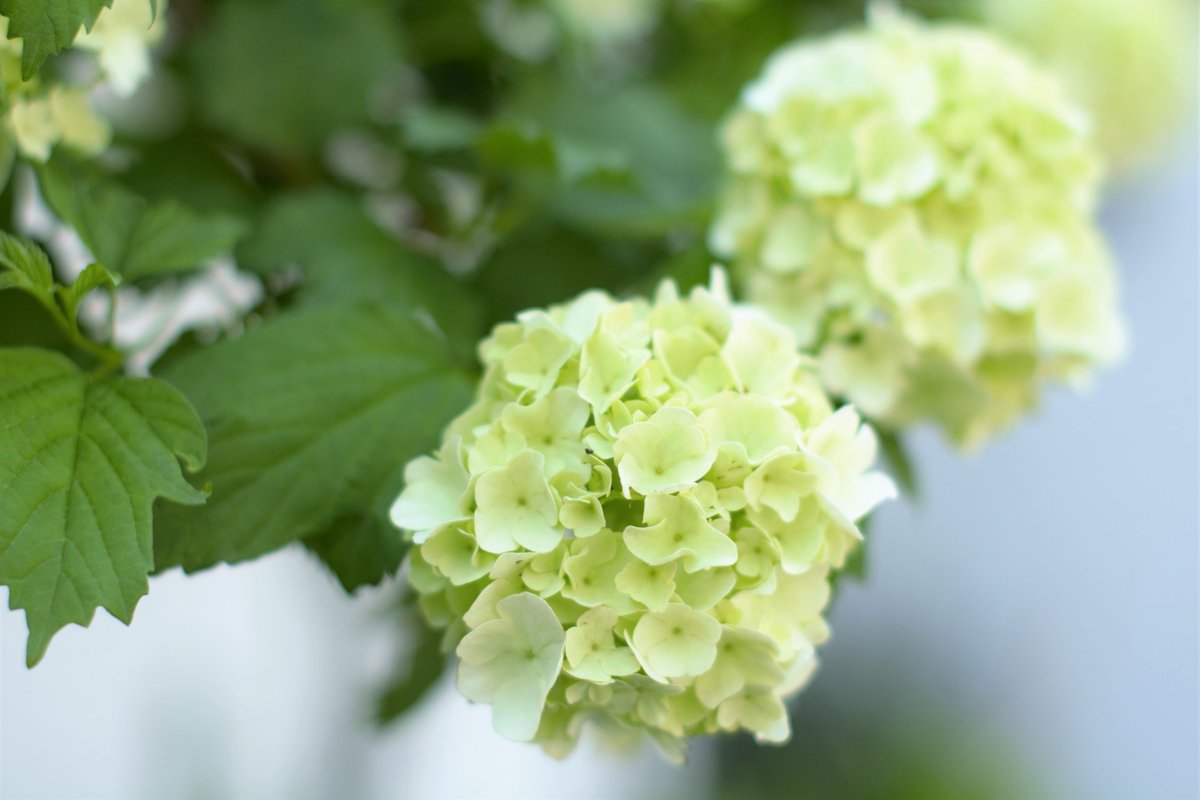 ট ইট র トコハナロジー ビバーナム スノーボール 雪玉のような晩春の花 咲き始めの薄い緑色から徐々に白く変化します オオデマリ やアジサイに似た丸い花で ウェディングブーケにも人気です 花言葉 茶目っ気