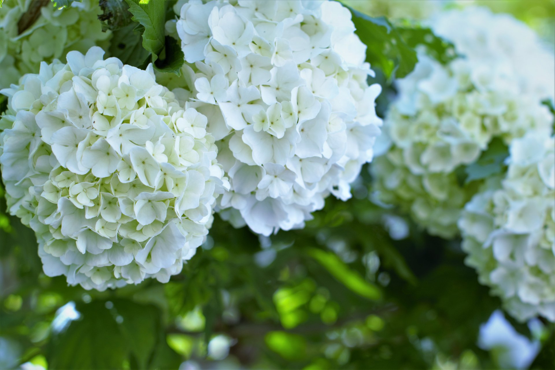 Twitter 上的 トコハナロジー ビバーナム スノーボール 雪玉のような晩春の花 咲き始めの薄い緑色 から徐々に白く変化します オオデマリやアジサイに似た丸い花で ウェディングブーケにも人気です 花言葉 茶目っ気 T Co Die8tqmgrh Twitter