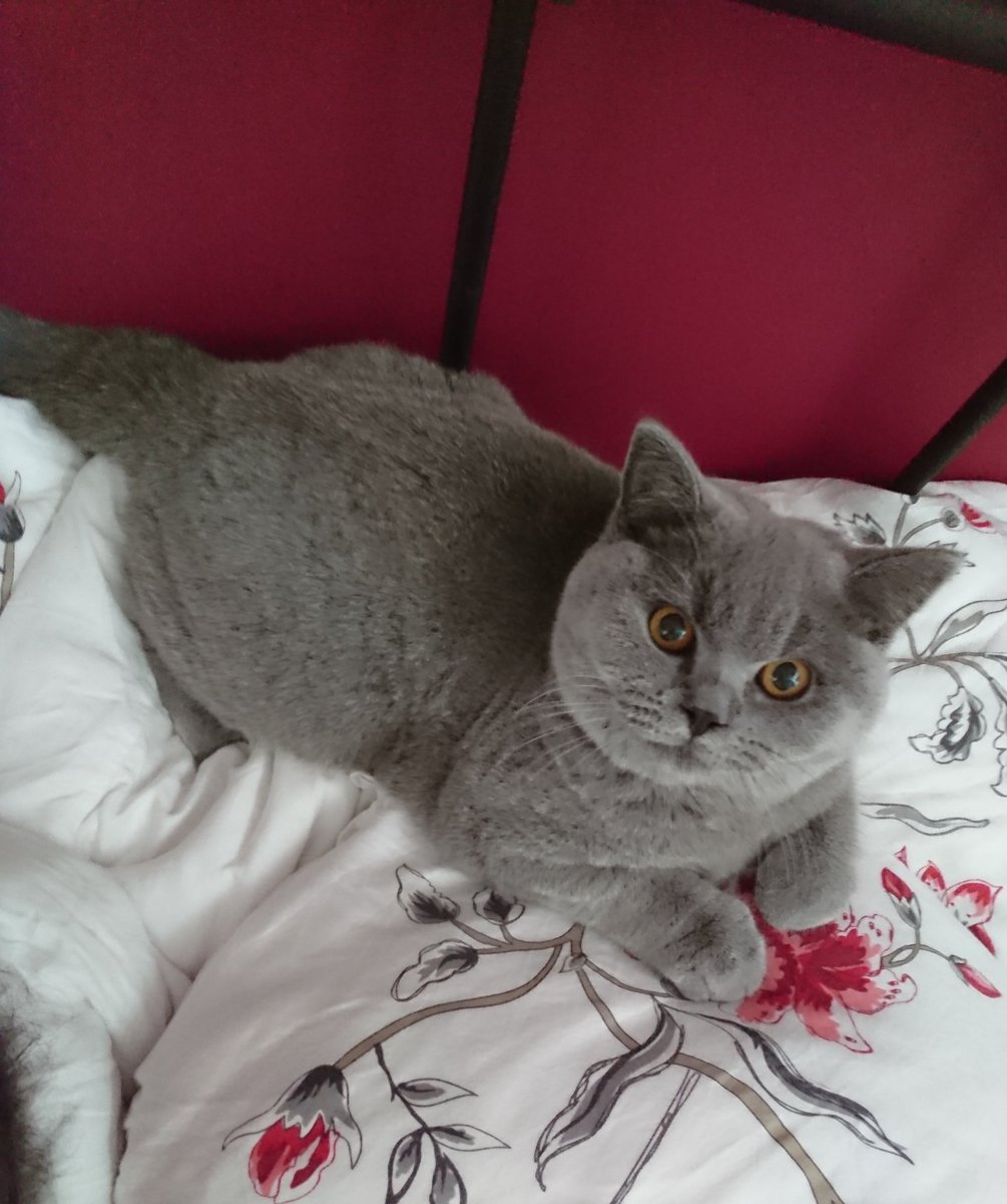 CharlieBSHCat's tweet photo. My sleeping spot is generates perfect #KittyLoafMonday pics.
Pillows are mine and I can't sleep anywhere else. 🐱
#cats #cat #catsofinstagram #Catsoftwitter #britishshorthair #kittensofinstagra #kittensoftwitter #kitten #kittens #pets #love #CutestPet #cute #purr https://t.co/ouYW6oKClL
