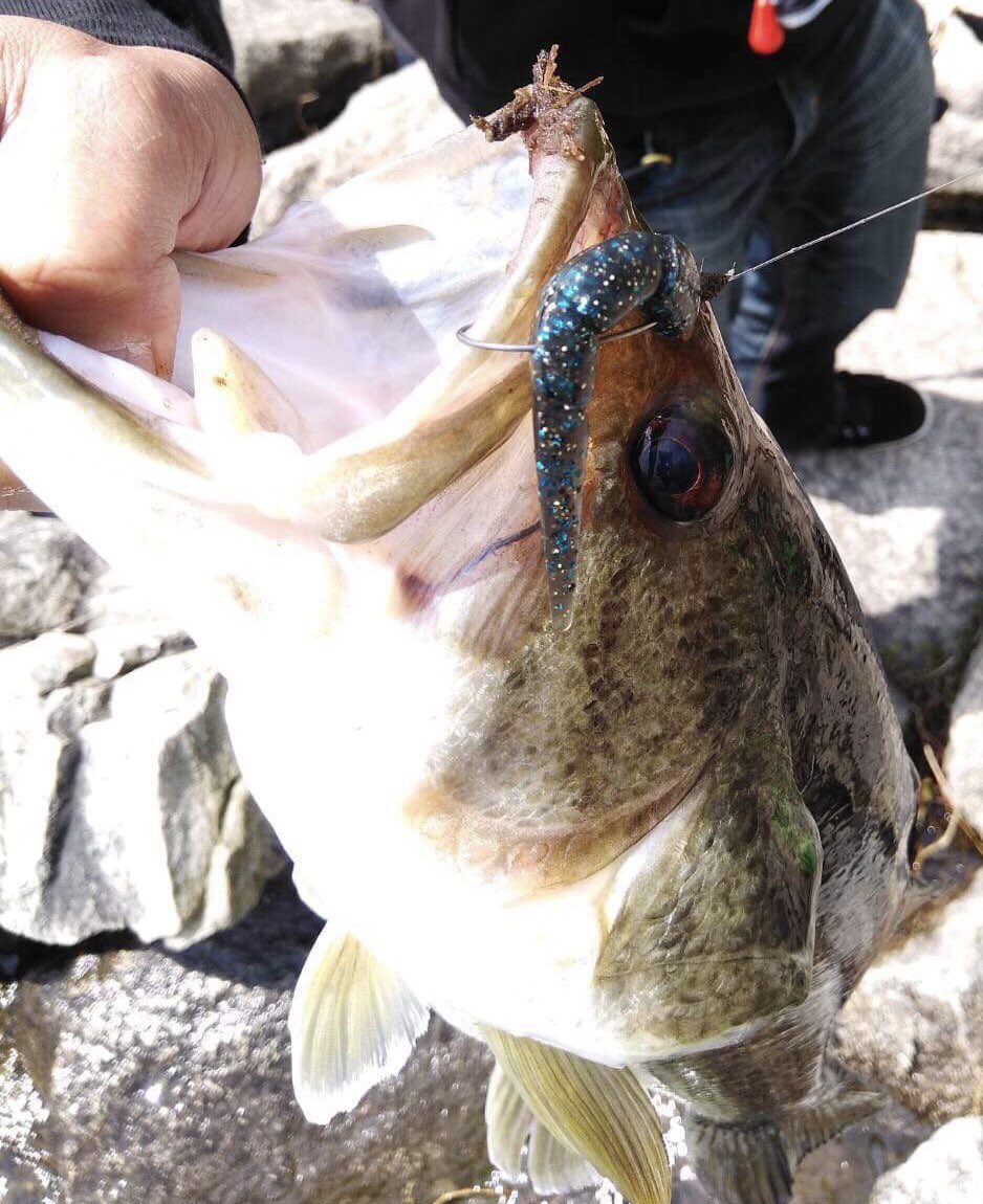 小沼正弥 Onuma Masaya 俺の職業シーバスプロ على تويتر 昨日 釣友が琵琶湖の陸っぱりで スリートラップ バスカラー で５０アップを適度にヒットしたそうです ブラックバス ワーム ヘビキャロ 琵琶湖 スリートラップ 50アップ 陸っぱり バス釣り