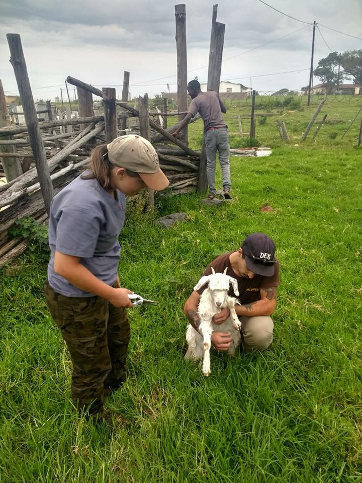 GVE_GoHelpLearn's tweet photo. Goats and puppies, I know where you can sign up! Safari4u handles all sorts of animals beyond African wildlife. Come join the fun! #africanvet #safari4u #dogs #goats #communityservice #veterinarymedicine #vetmed #vetprogram https://t.co/LzPZYBQBEO