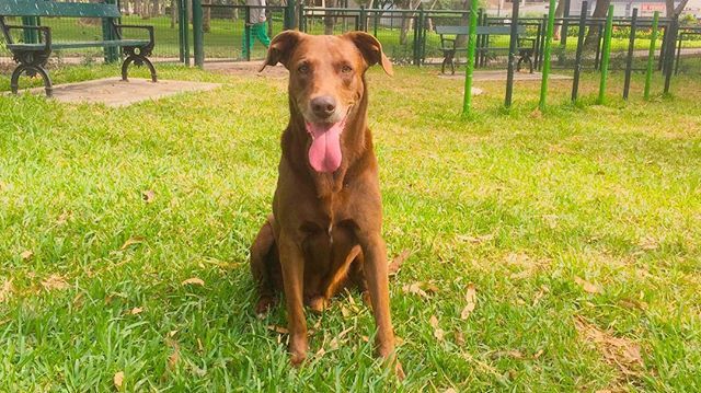 DenWilliamsP's tweet photo. Fueron 14 años maravillosos y así te recordaré siempre, ahora estás a lado de Snoopy. Hasta pronto Byron, fiel compañero. https://t.co/QiMqKmuluf