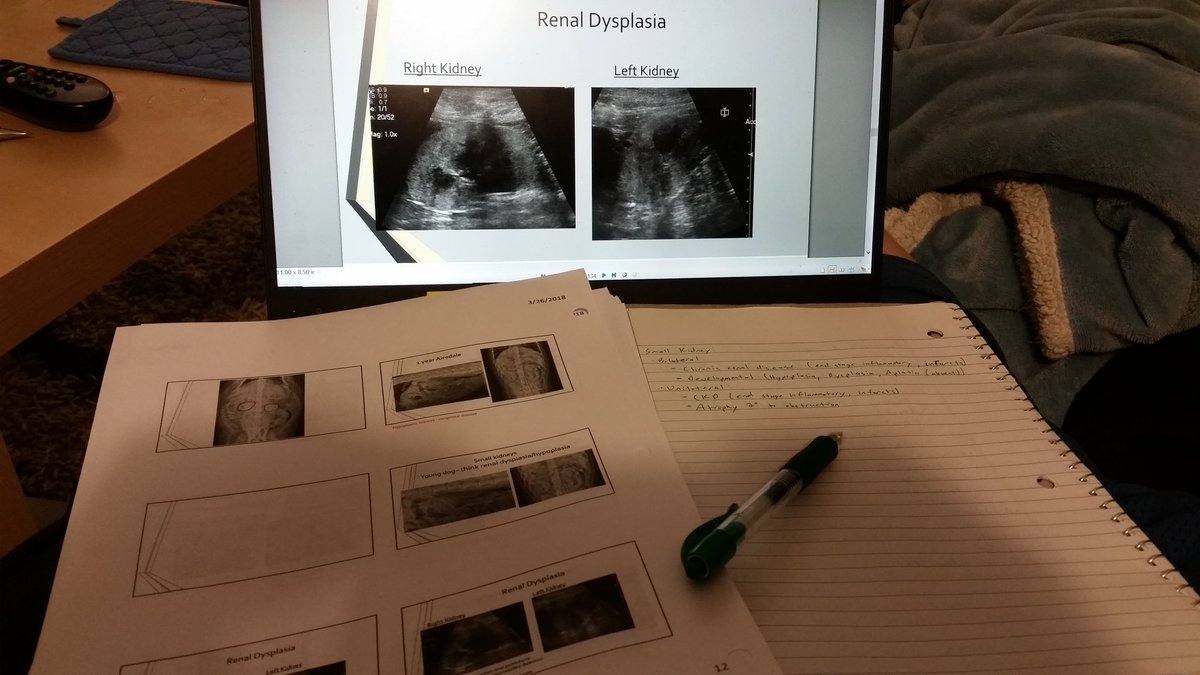 EliseBirkner's tweet photo. Last exam before finals. Radiology will probably kick my butt tomorrow. #3VM #Vetschoollife #iwillprobablyhatemyselffornotstudyinglater https://t.co/cWZ95WKmr7