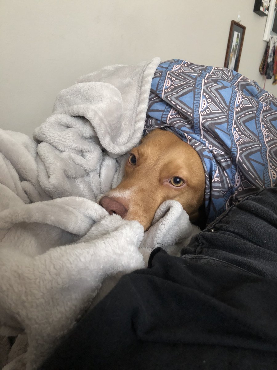 SofiaaCaampos's tweet photo. Having Hazel isnโt always the easiest but always having this sweet face to cuddle with and seeing how excited she gets to see me makes it worth it. #MyBffffff https://t.co/Vop9BkDjsy