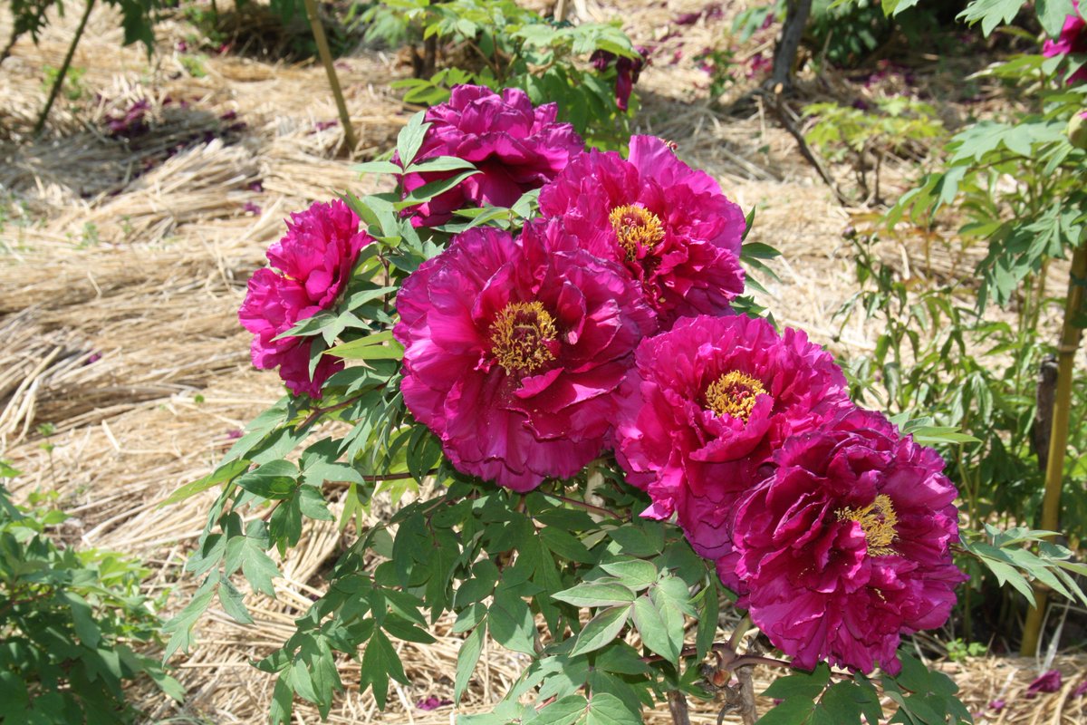 長居植物園 Twitterissa ボタン園 見頃を過ぎた花もありますが まだまだ咲いています 花が大きくてとても見応えがあります 今週も見頃となっていますので ぜひお越しください 長居植物園 開花状況