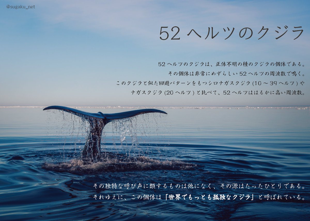 Uzivatel 実用数学技能検定 数学検定 算数検定 Na Twitteru おはようございmath 今日は5月2日で 52 52といえば 52ヘルツの鯨 をご存じでしょうか その呼び声は19年に初めて聴取されました この鯨は 世界でもっとも孤独な鯨 とされており