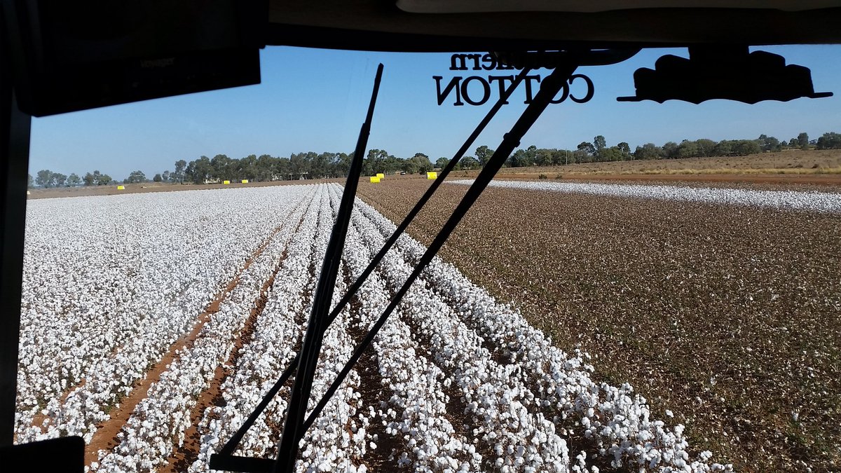 CeRRF_Griffith's tweet photo. We're into it at Whitton. @IRECNSW #chickenlitter #cotton @southerncotton @CottonResearch https://t.co/EonV4ueHZT