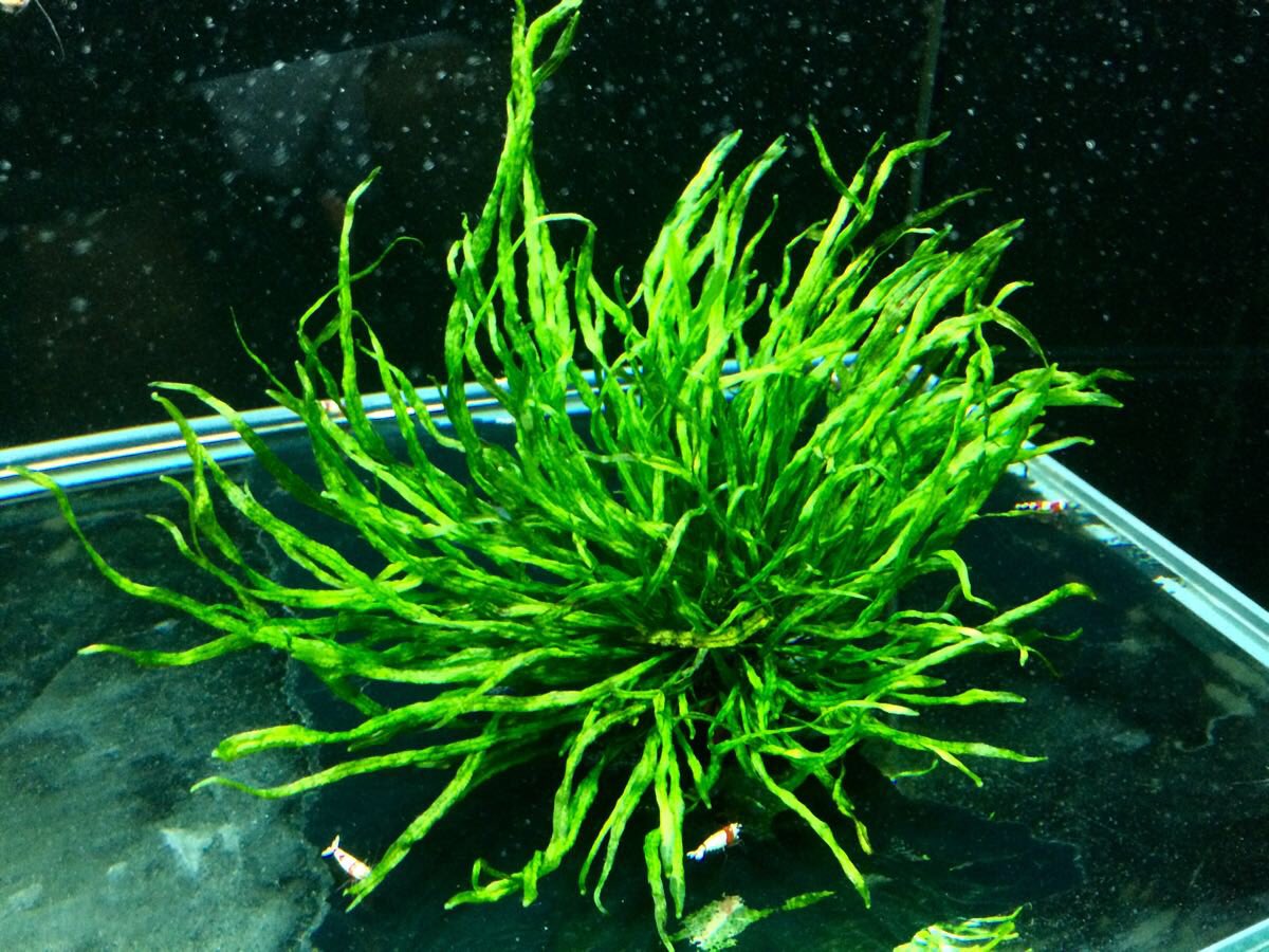 Jタソ Nature Field ミクロソリウムsp 本ナローリーフ 状態良好 T Co Xtg5sjlz3u T Co Rzkqr8zpue Twitter