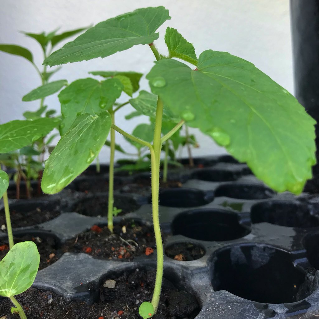 ramesh_86's tweet photo. Baby #okra seedlings at KKB #Organicfarm https://t.co/4pYDkVDgFc