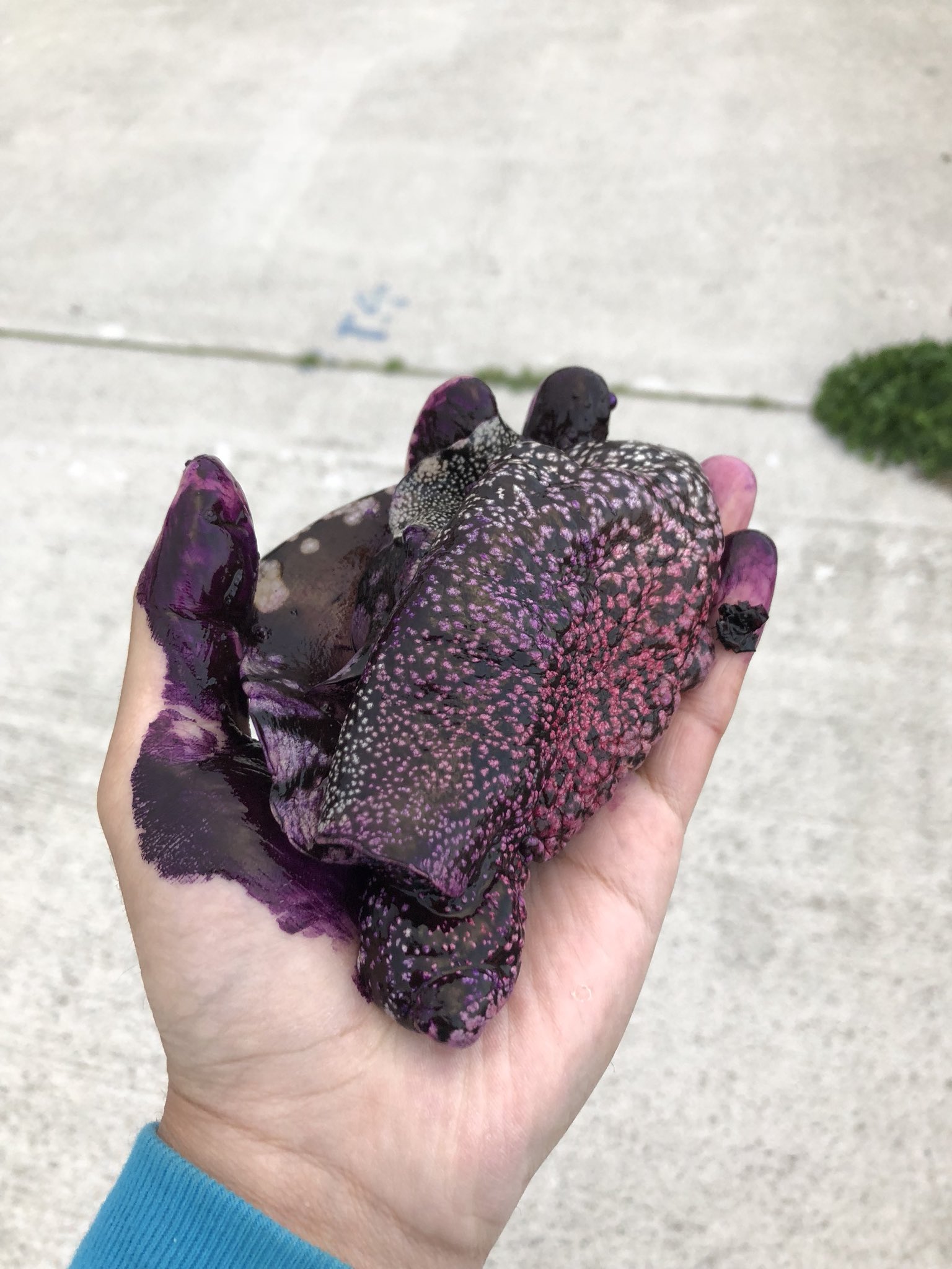 さかな芸人ハットリ アメフラシは茹でると小さくなるよ 釣った魚しか食べない T Co J0ewyaryn2 Twitter