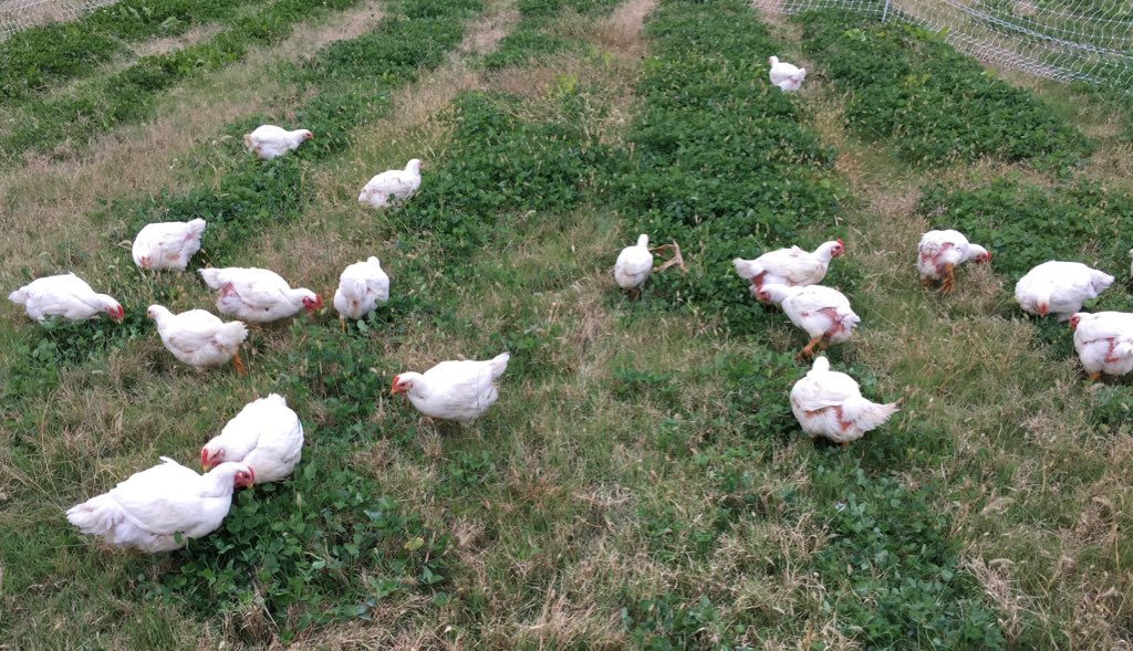 CorianderFields's tweet photo. This #EarthDay, we would like to thank our customers. 2 years ago we converted 4 acres to pasture. Last year our 🐓 consumed enough feed to support the transition of 1.4 acres to organic. We also invested in the local economy. It all started with just a chicken. 🌏🐓🥚 #Pasture https://t.co/m593LggWM4