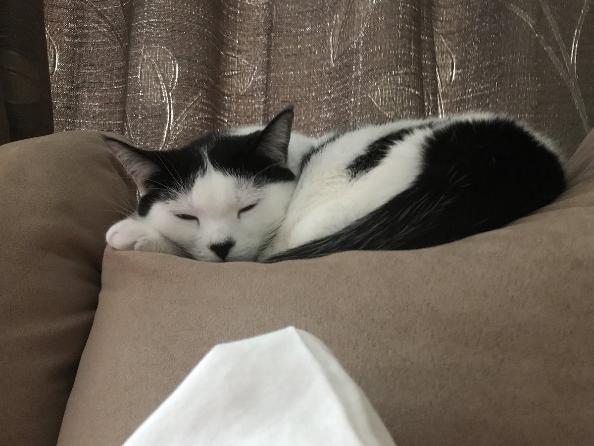 TSKreiderBU's tweet photo. I’m not sure what to think. My boy went to this thing called a job far away from home. Mommy says he still loves us. I’m not sure...he went found a human girl to snuggle with and then made another little human just like him! https://t.co/gOXmlOQpRE