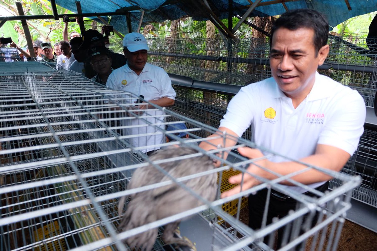 kementan's tweet photo. Dalam program #bekerja, Kementan melalui @ditjen_pkh mengintensifkan Kawasan Rumah Pangan Lestari (KRPL) dengan memberikan ternak. Dari 60 rumah tangga penerima bantuan, 40 rumah tangga mendapatkan Ayam sebanyak 50 ekor per rumah tangga #PertanianBedahKemiskinan https://t.co/kvML6Ir21q