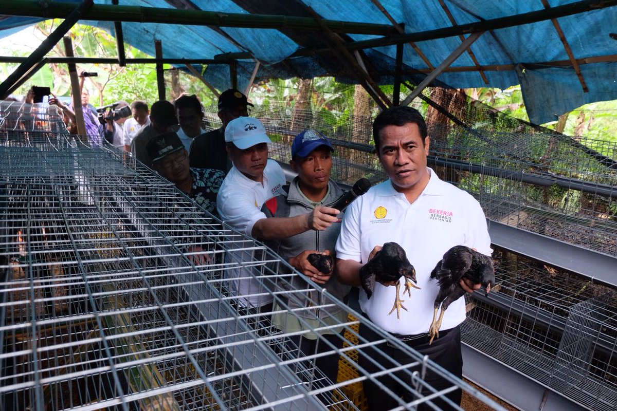 kementan's tweet photo. Dalam program #bekerja, Kementan melalui @ditjen_pkh mengintensifkan Kawasan Rumah Pangan Lestari (KRPL) dengan memberikan ternak. Dari 60 rumah tangga penerima bantuan, 40 rumah tangga mendapatkan Ayam sebanyak 50 ekor per rumah tangga #PertanianBedahKemiskinan https://t.co/kvML6Ir21q