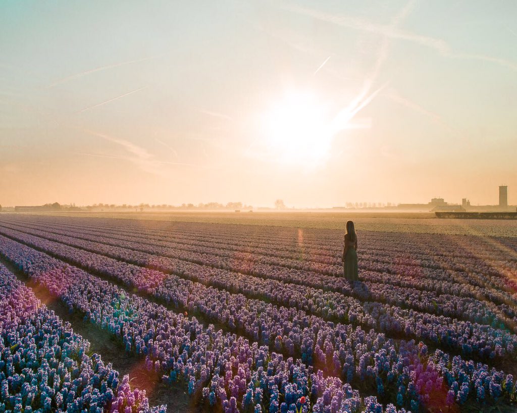 An early morning in the Dutch flower fields

#dronephotography #earlymorning #dutchnature #photographylovers #photographer #morninglight #thenetherlands #riseandshine #bestlight #ContentCreator #bestphotographer #photography #spring2018 #dronephoto #DJI #djiphantom4pro