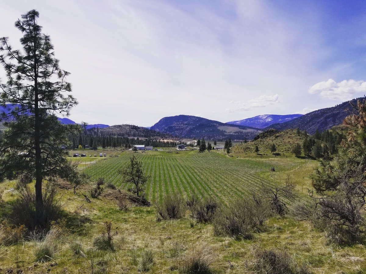 Who needs a lake view when you've got this?  Happy earth day from my favourite spot at #stormhaven #stormhavenvineyard to take it all in.

#bcwine #earthday #riesling #cabernetfranc #sipokfalls
