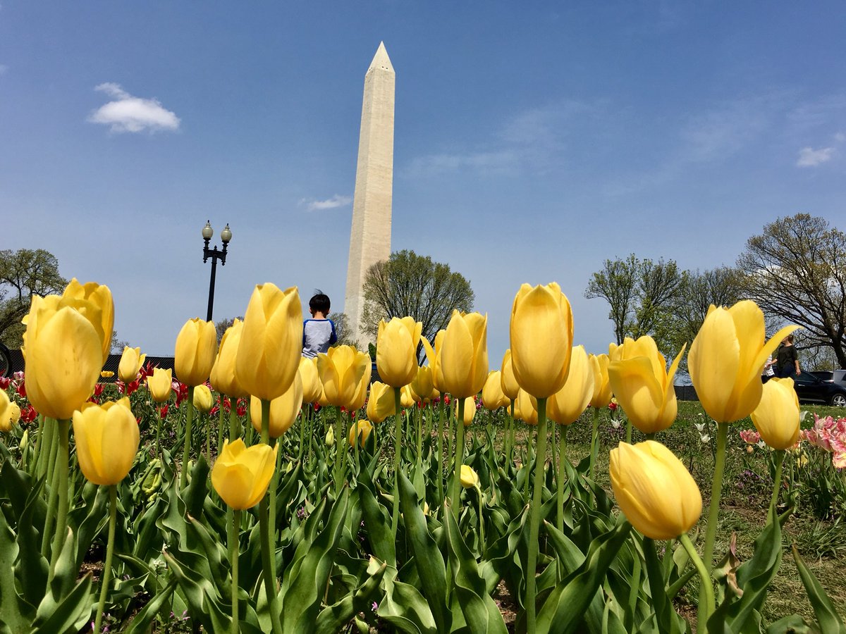 mlbarto's tweet photo. Love DC in April... #flowerlibrary https://t.co/4ILuPYuERC