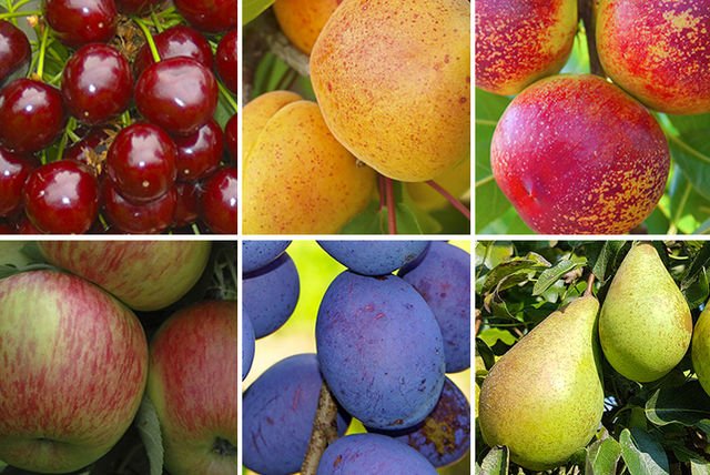 Grow some of the UK’s favourite fruit varieties at home! Including apples, plums, pears, cherries, nectarines and apricots. tidd.ly/9987dfe #earlybiz #inandnear #gardening