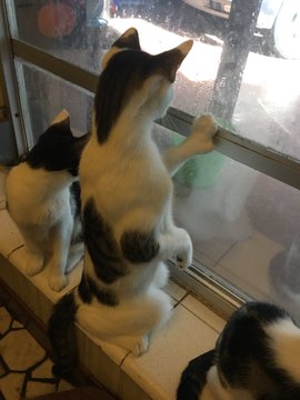 Twitterで画像を見る