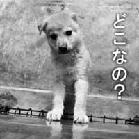 kyoyan_o's tweet photo. 拝啓…

にんげんのみなさま

ぼくたちはもう少しだけ

生きていたい

わがままですか…。

命を預かる覚悟を決め終生飼育して下さい。
罪なき尊い命の声を…聞いて下さい…。 https://t.co/CbXB7aGjav