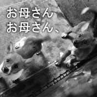 kyoyan_o's tweet photo. 拝啓…

にんげんのみなさま

ぼくたちはもう少しだけ

生きていたい

わがままですか…。

命を預かる覚悟を決め終生飼育して下さい。
罪なき尊い命の声を…聞いて下さい…。 https://t.co/CbXB7aGjav