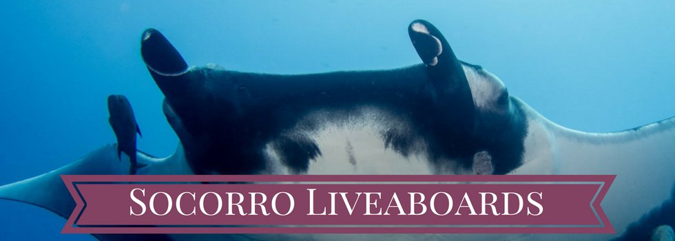 morefundiving's tweet photo. The Best Socorro Liveaboards https://t.co/VQKAs6PKQC #scuba https://t.co/KEKkcCAjaj