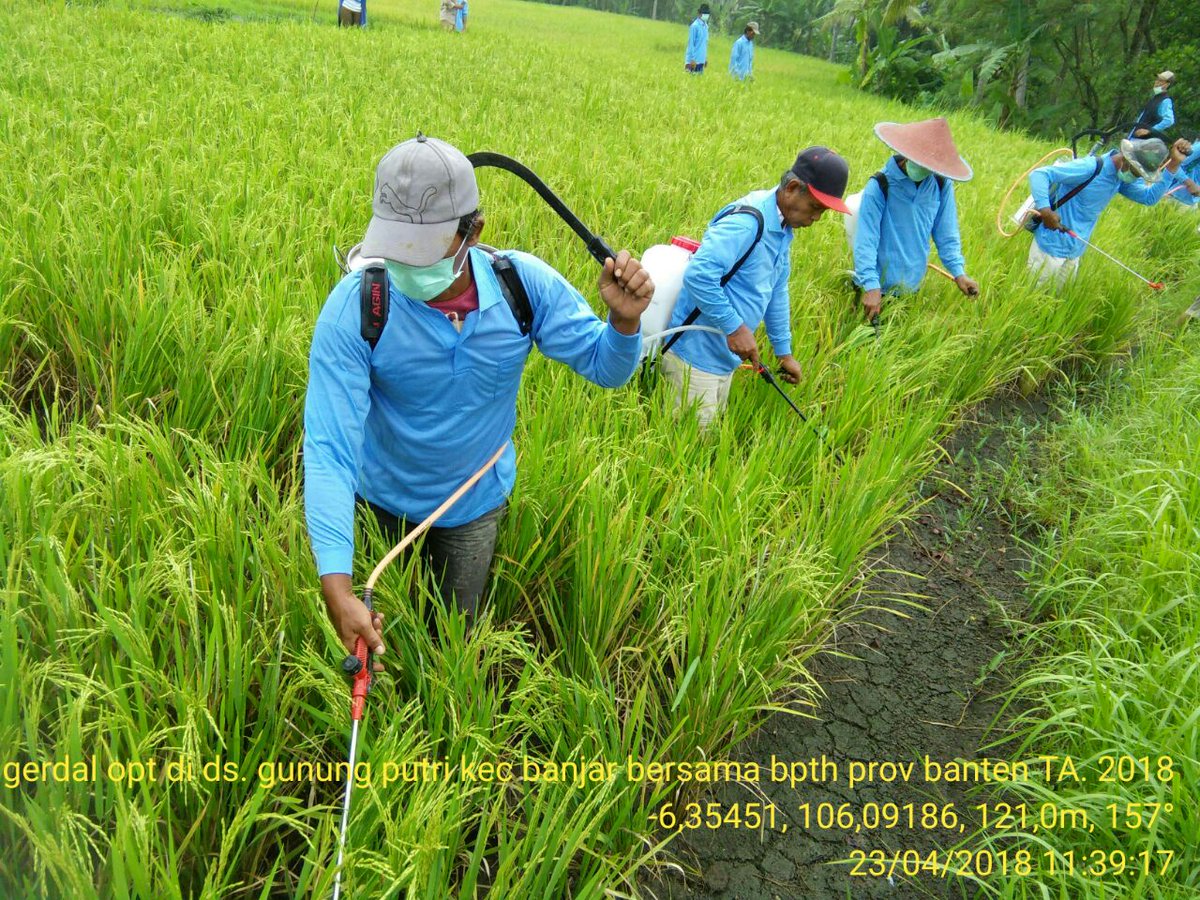 puskeswanpdg's tweet photo. Petani di Desa Gunung Putri,  Kecamatan Banjar hari ini melaksanakan Gerakan Pengendalian Organisme Pengganggu Tanaman (OPT) 📸@osopiyah 
#gerdal #opt #wbc #wereng #werengcoklat #werengcoklatbatang 
cc: @nasir100474 @Widyatmokoputr1 @budi @irnadimyati @kementerianpert @jokowi https://t.co/43U4mDKHUb
